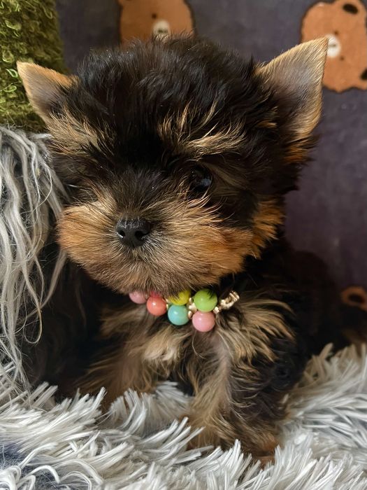 Породный красивый Супер МИНИ мальчик Йоркширский терьер