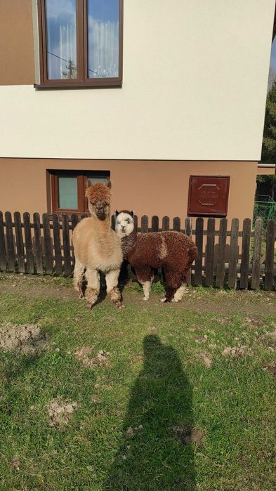 Sprzedam stado alpak - likwidacja