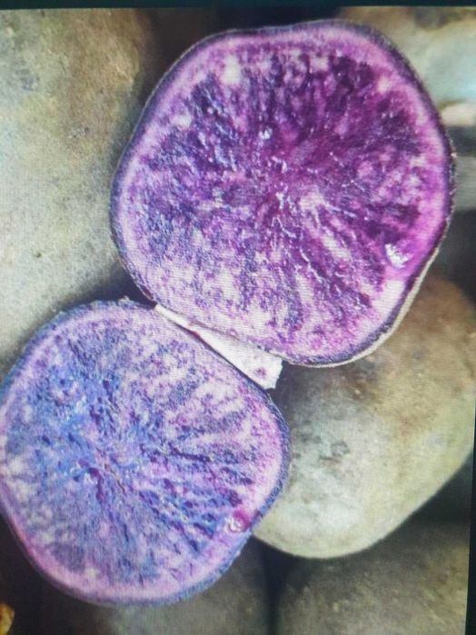 Ziemniaki fioletowe truflowe odmiana Provita