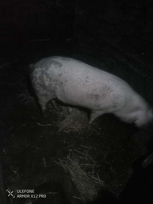 Vendo porca e porco inteiro bisaros