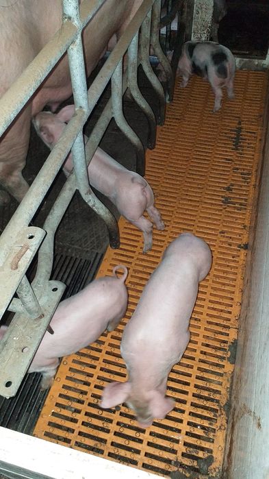 Leitões vacinados e desparasitados