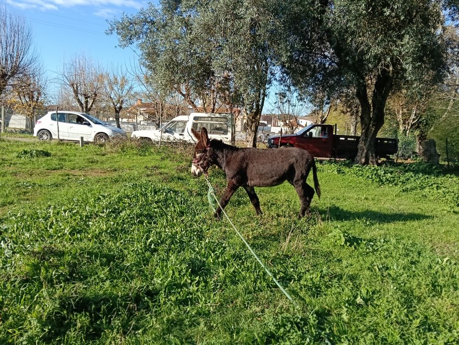 Burro Mirandês novo