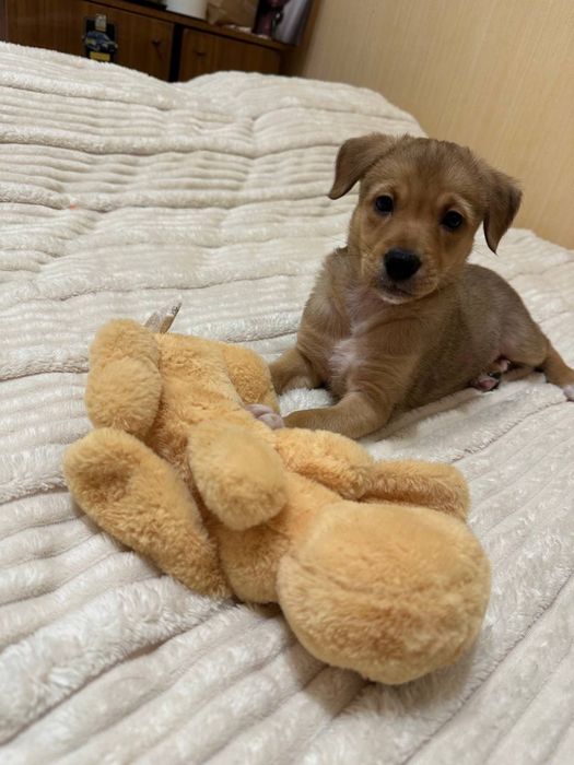 Дівчинка шукає родину