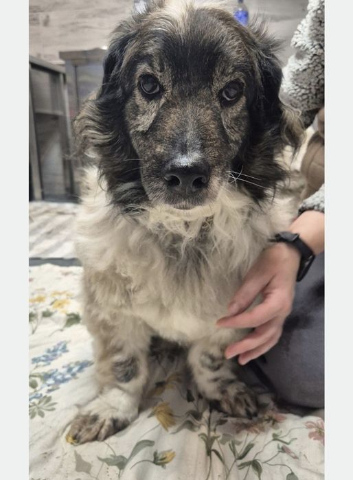 Piesek okolo 7 lat