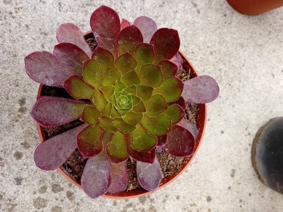 Suculentas promoção