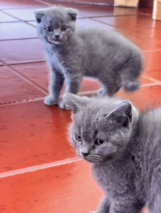 Gatos scottish