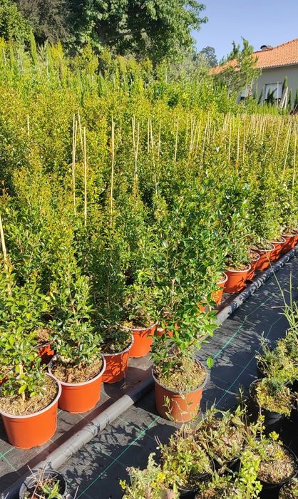 Eugenia Newport 50CM - 80/100CM - 100/150cm - 200/250CM - 300/400CM