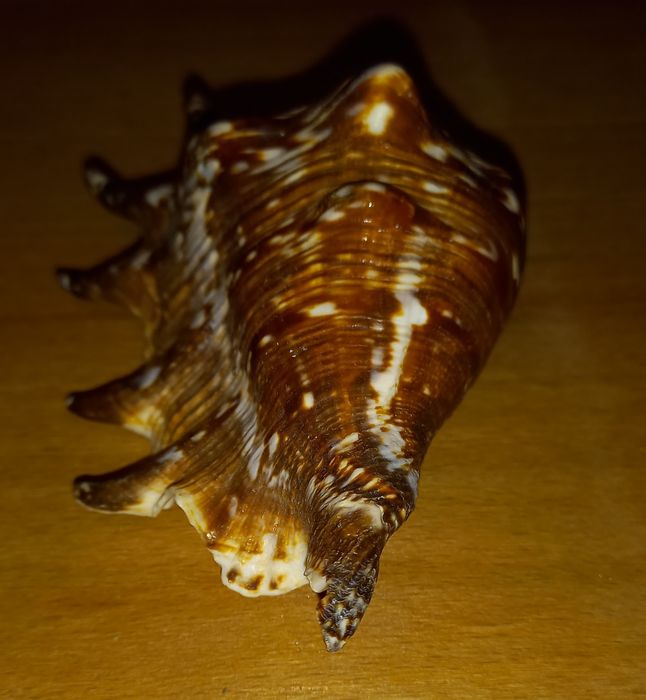 Ракушка морская,красивая