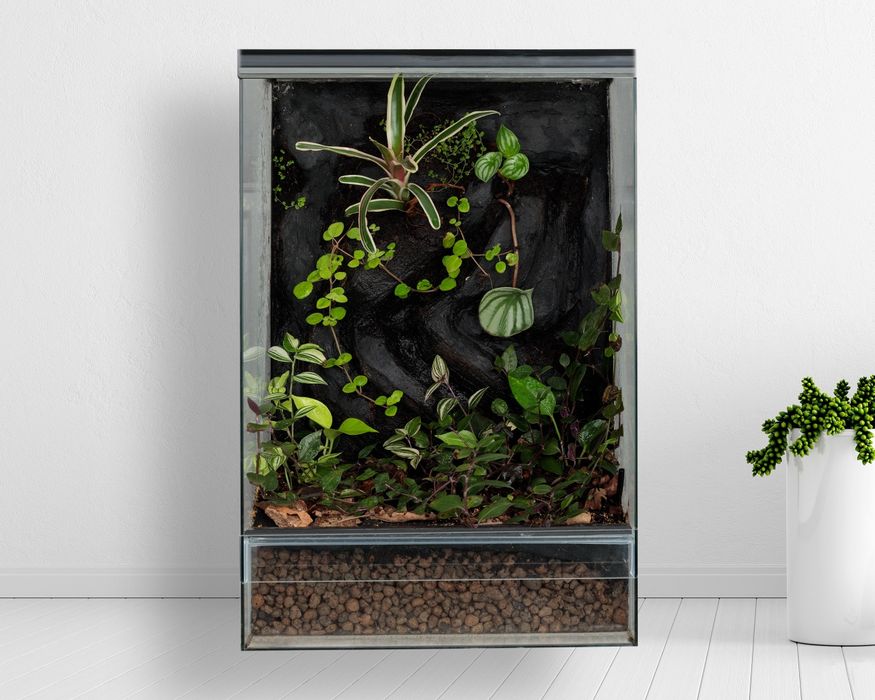 Terrarium paludarium las w szkle