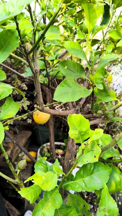 Limoeiros com 1 ano e meio