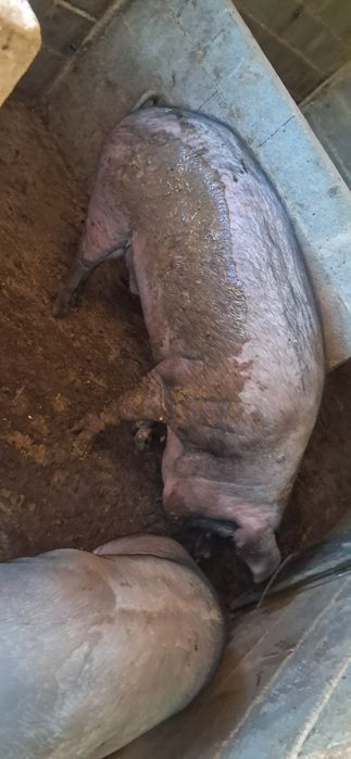 Para venda leitoes,  porco capado e porca
