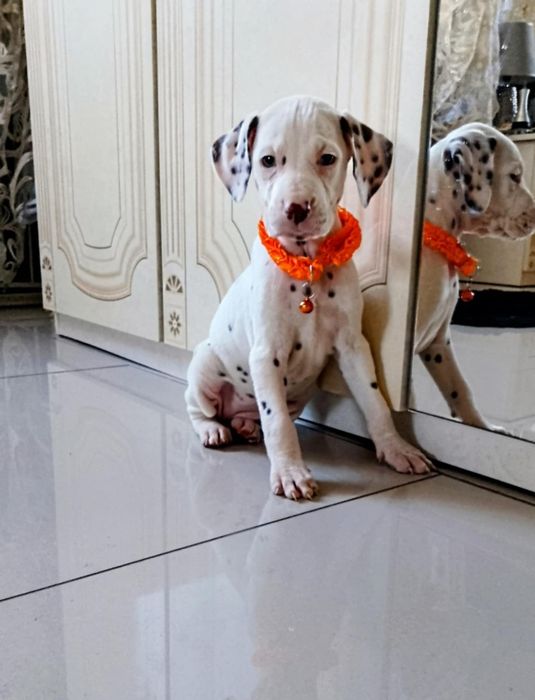 Suczka dalmatyńczyk z rodowodem