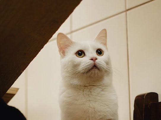 Пристраиваем в добрые руки.