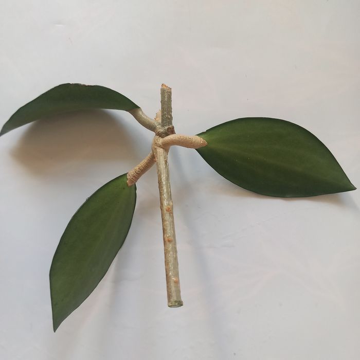 Hoja Pottsi Budda Badoo sadzonka cięta