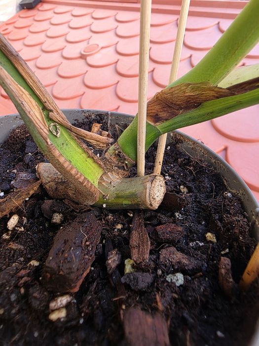 Planta Monstera Aurea variegata