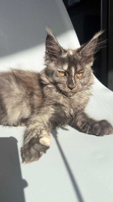 Maine Coon piękna dziewczynka Brooklyn - prawdziwa domowa chodowla | gotowa do odbioru | międzynarodowy rodowód TICA