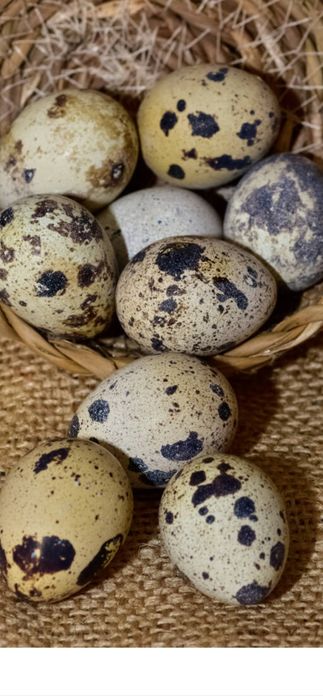Инкубаційне яйца  перепілки