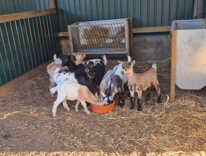 Cabras Anãs / Cabras Micro Anãs