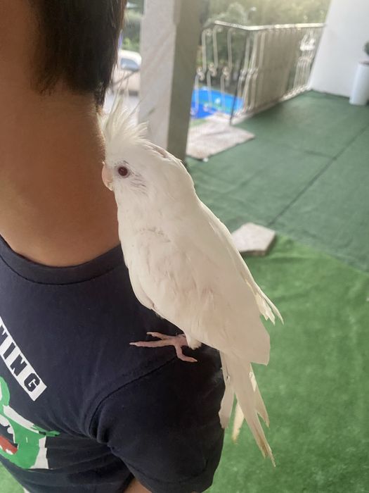 Tenho uma caturra albina domesticada para cerder