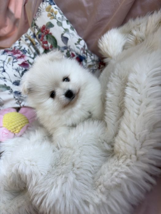 Puchate suczki Szpic miniaturowy Pomeranian