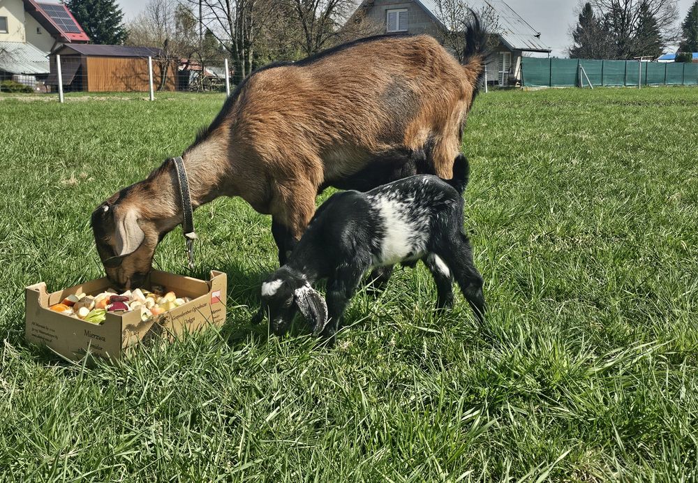 Kozy anglonubijskie/koziołki