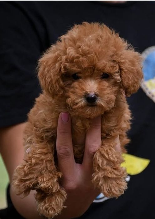 Хлопчик красунчік.той  пудель