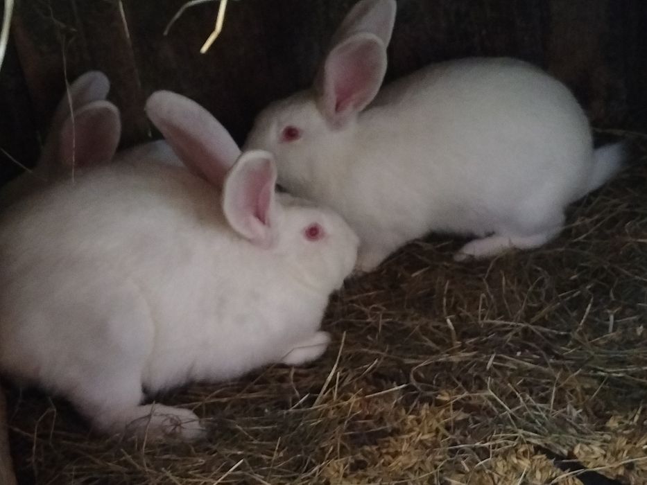 Sprzedam króliki samce i samice