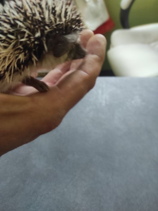 Jeż pigmejski młodziutkie maluszki