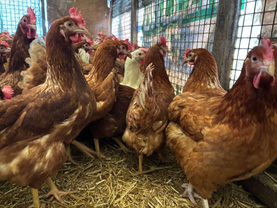 Kury nioski 24 tygodni już się niosą