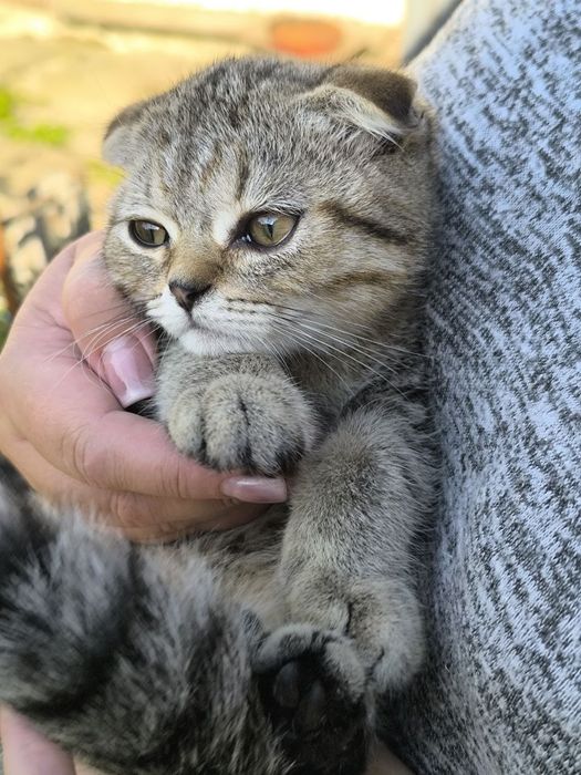 Кошенята Шотландські Блю Поінт