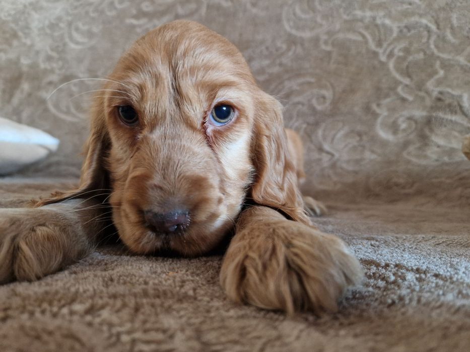 Cocker Spaniel suczka