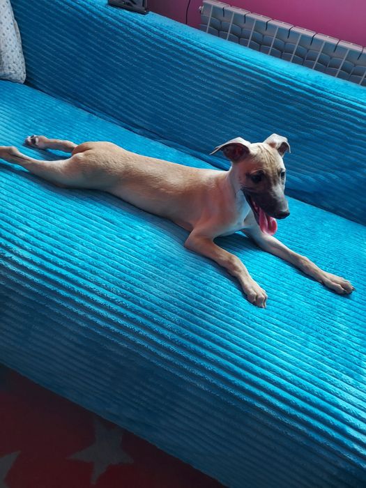 Chart Angielski Whippet