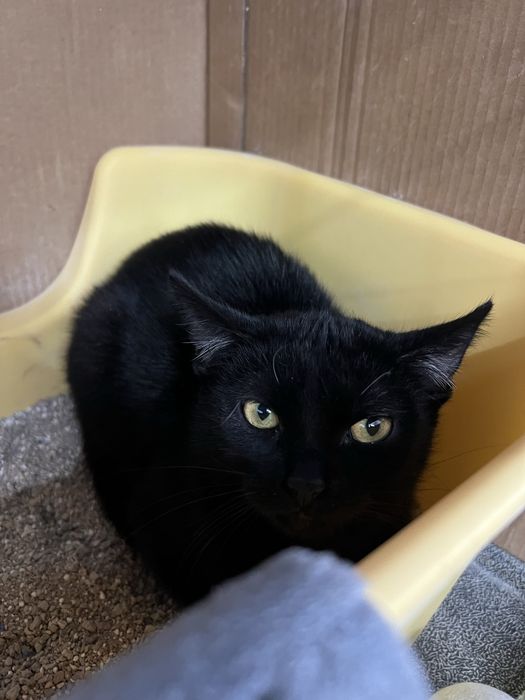 Młodziutka kicia Basia