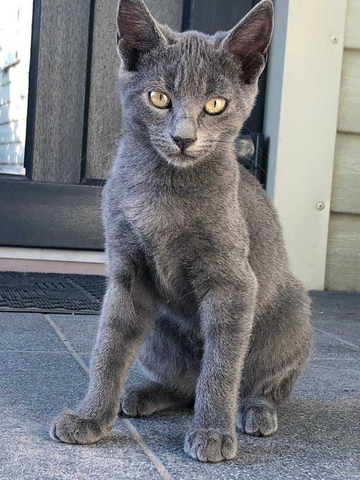 Котеня в добрі руки