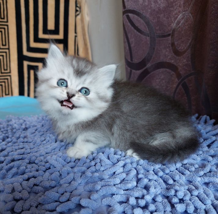 Шотландський хайленд страйт
