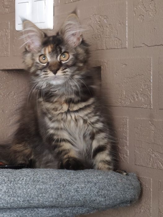 Dziewczynka Maine Coon
