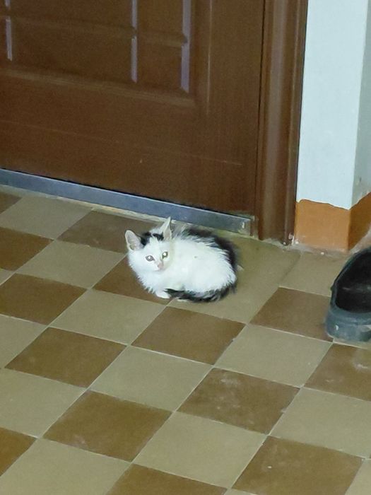 Коти кошенята котики