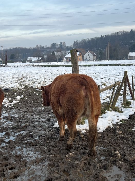 Krowy Limousine LM 100%