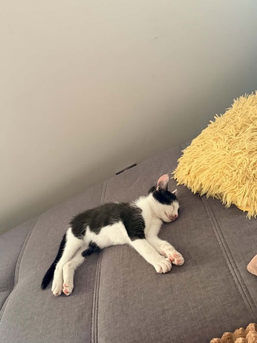 Kotek szuka dobrego domu