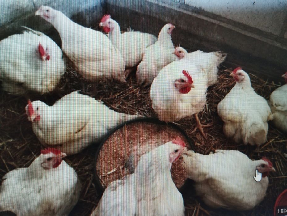 Sprzedam tuszki bojlera