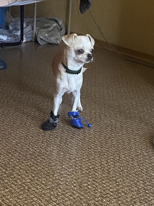 В’язка (чихуахуа, хлопчик) 1,7