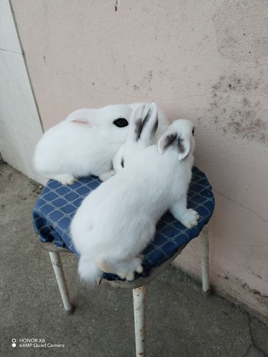 Coelhos anões dóceis