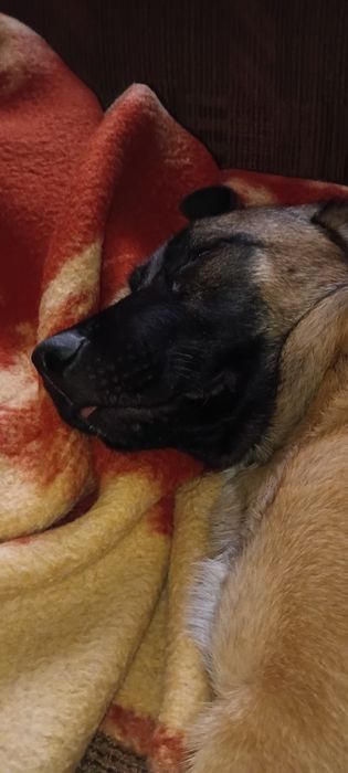 Безкоштовно  6 міс. Бельгійська вівчарка