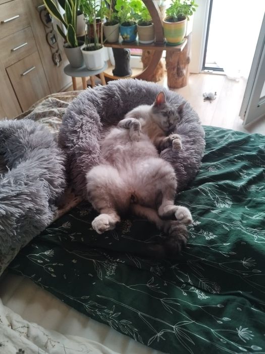 Cudowny koci przyjaciel do adopcji - Mikuś