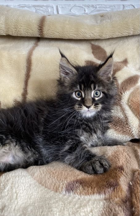 Мейн - кун кошенята