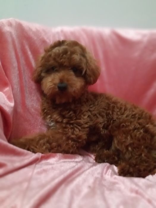 Мальтіпу F2 дівчинка