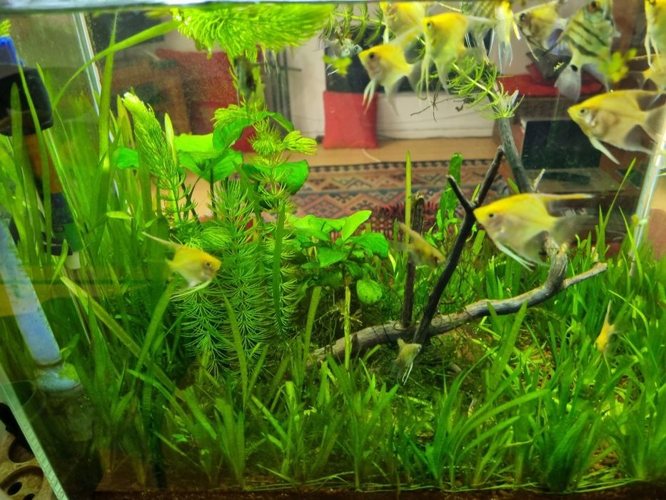 Plantas para aquário low tech