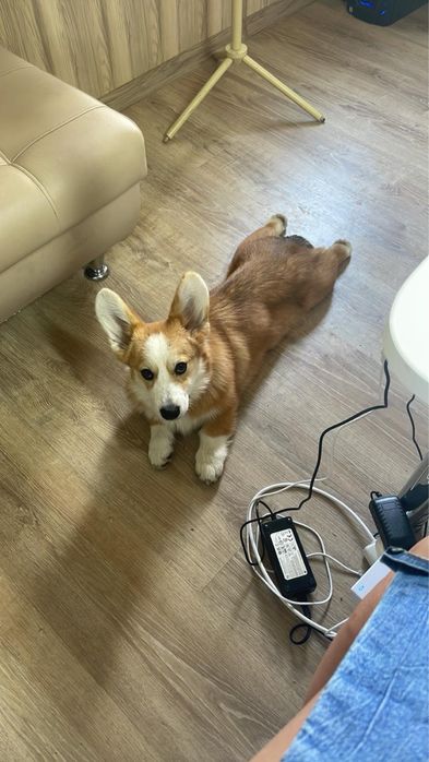 Коргі пемброк вязка