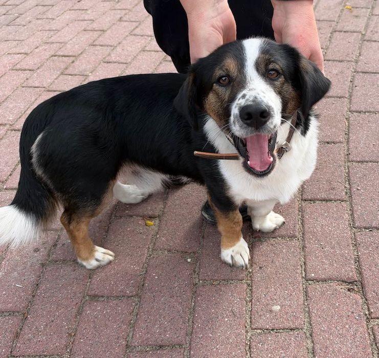 Leoś super psiak do adopcji