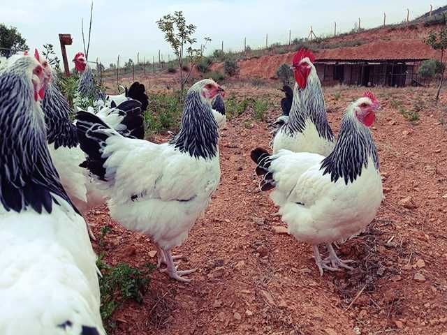 Інкубаційне яйце птиці різних порід Суссекс - колумбія,фарфор,лаванда.